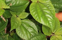 West Maui Herbal Tea and Tropical Fruit Tasting Tour