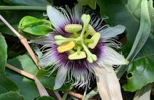 West Maui Herbal Tea and Tropical Fruit Tasting Tour