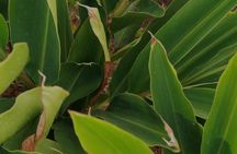 Herbal Tea Tasting Tour at Maui Dragonfruit Farm