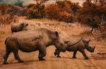Rhino & Lion Nature Reserve Mini Safari Tour