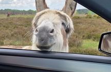 Private New Forest & Beaulieu Sightseeing from Southampton Cruise