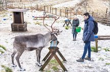 Autumn Local Reindeer Farm Visit with Professional Photographer
