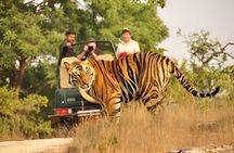 Luxury 10 Days Rajasthan & Golden Triangle with Tiger Safari Tour