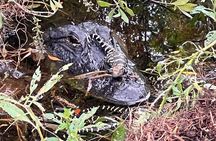 2-Hour Airboat Adventure