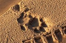 Full Day Safari Tour - Yala National Park (4.30am-6.30pm) private