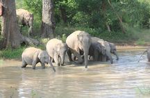 Full Day Safari Tour - Yala National Park (4.30am-6.30pm) private