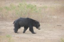 Full Day Safari Tour - Yala National Park (4.30am-6.30pm) private