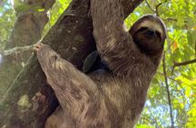 Rio Nature Experience: Tijuca Forest, Mirantes e Vida Selvagem