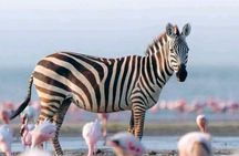 10 days Great Migration Serengeti Ngorongoro and Culture