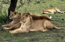 10 days Great Migration Serengeti Ngorongoro and Culture