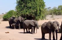 Chobe Day Trip