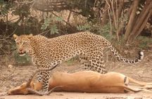 Chobe Day Trip