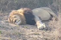 Chobe Day Trip