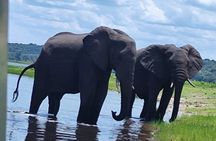 Chobe Day Trip