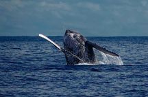 Live whale watching in Las Perlas
