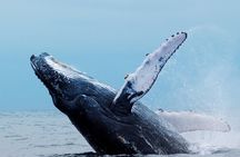 Live whale watching in Las Perlas