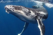 Live whale watching in Las Perlas