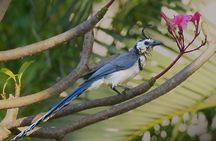 Bird watching in Ixtapa