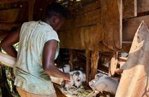 Moshi: Materuni Waterfall Hike & Coffee Tour and Traditional meal