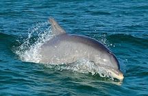2 Hour Private Panama City Beach Dolphin Tour