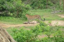 Yala National Park Safari Adventure