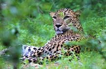 Yala National Park Safari Adventure