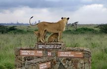 Nairobi National Park Game Drive Tour– Morning or Evening
