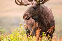 Svolvær Lofoten Wildlife Moose Safari