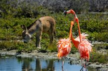 Private Bonaire North Tour