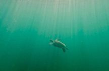 Fort Lauderdale: Ocean Reef Snorkeling Tour w/ Snacks & Drinks