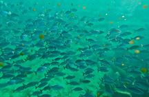 Fort Lauderdale: Ocean Reef Snorkeling Tour w/ Snacks & Drinks