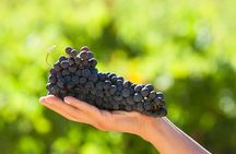 Alcohuaz Signature Wine Tasting