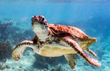 Private Bonaire Snorkeling Experience