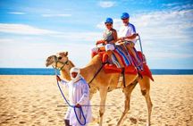 Luxury 4-Hour Private tangier Experience & Camel Ride