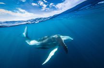 Small Group Whale Watching and Swim Experience in Moorea