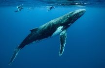 Small Group Whale Watching and Swim Experience in Moorea