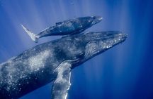 Small Group Whale Watching and Swim Experience in Moorea