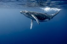 Small Group Whale Watching and Swim Experience in Moorea