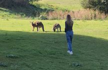 Blue Mountains Hidden Routes: Wild Kangaroos, Windsor & Falls
