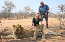 Bushwalk with Lions Experience