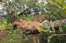 Bushwalk with Lions Experience