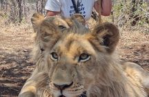 Bushwalk with Lions Experience