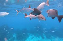 Snorkel Shared Tour Sandbar El Cielo in Cozumel with Carlos