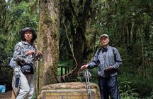 Kilimanjaro Day Trip from Moshi – Best One Day Hiking Tour
