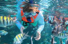 Isla Mujeres : Snorkeling in 3 spots MUSA, Manchones and Farito!