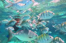 Isla Mujeres : Snorkeling in 3 spots MUSA, Manchones and Farito!