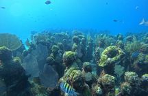 Isla Mujeres : Snorkeling in 3 spots MUSA, Manchones and Farito!