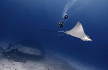Cabo San Lucas Scuba Diving 2 Dives with Private Guide