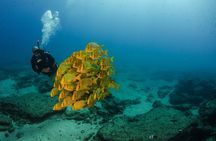 Cabo San Lucas Scuba Diving 2 Dives with Private Guide