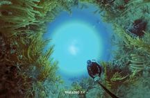 Dive Shipwrecks and Reefs in Cartagena with Certified Divers